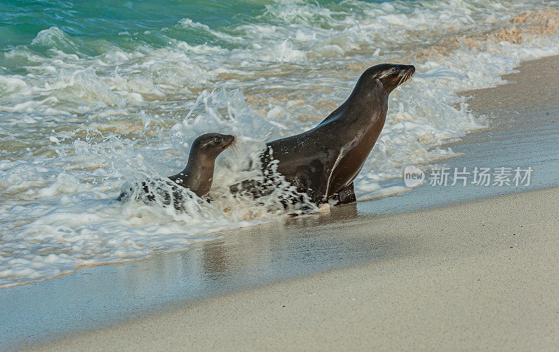 加拉帕戈斯海狮(Zalophus wollebaeki)是一种生活和繁殖在Galápagos群岛的海狮。厄瓜多尔;加拉帕戈斯群岛;加拉帕戈斯群岛国家公园;妈妈和幼崽来到白色的沙滩上。胡德州加德纳湾